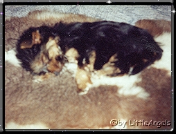 Joey3