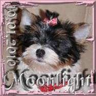 2010-01-19 = Moonlight.jpg