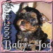 2009-12-06 = Baby-Joe.jpg