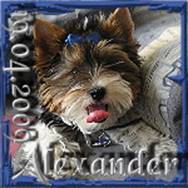 2009-04-19 = Alexander.jpg