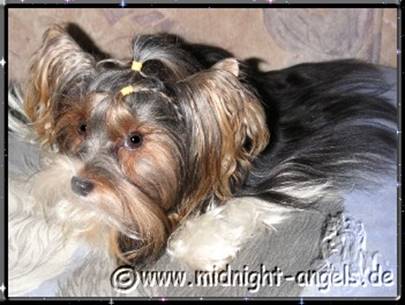 2008-03-31 = MiniFee1 - verkleinert.jpg