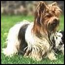 from Yorki-Home of Sunshine, Annabell (1).jpg