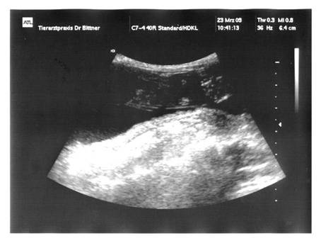 2009-03-23 = Ultraschall MiniFee1.jpg