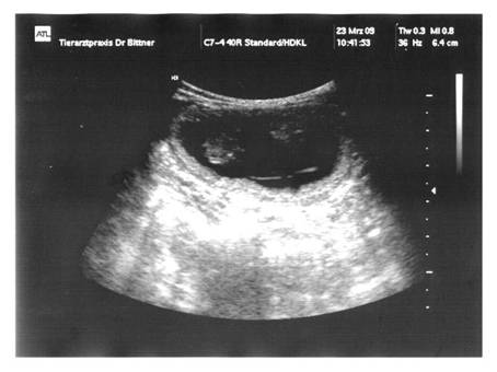 2009-03-23 = Ultraschall MiniFee2.jpg