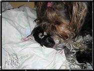 2009-04-19 = Mini+Baby1.JPG