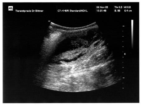 Ultraschall.jpg