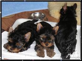 2010-02-09 = B1+B2+B3 (1).jpg