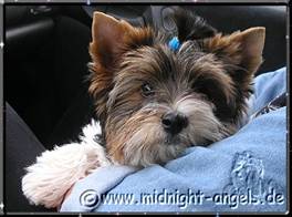 2009-08-10 = Alexander.jpg