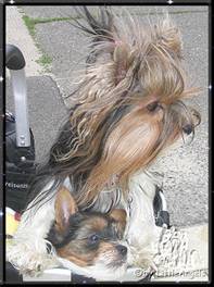 2009-06-09 = Baby+Mini.jpg