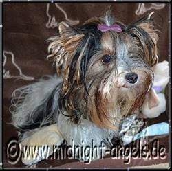 Clair de Lune = 2012-09-04.jpg