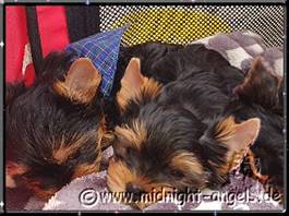 Ein Bild, das Hund, Sugetier, verschieden enthlt.

Automatisch generierte Beschreibung